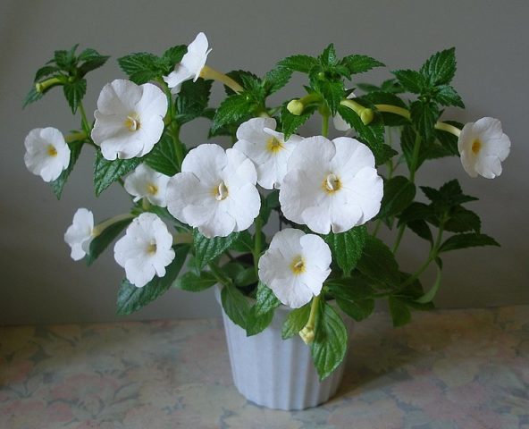 Комнатный цветок Ахименес