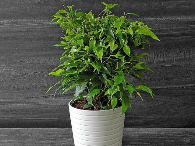 Ficus benjamina 'Natasja'