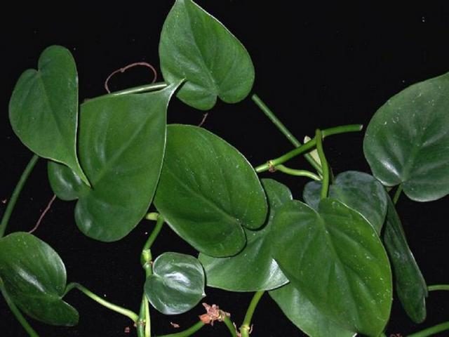 Филодендрон лазящий (Philodendron hederaceum)