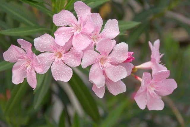 Nerium Oleander 'Hardy Pink'