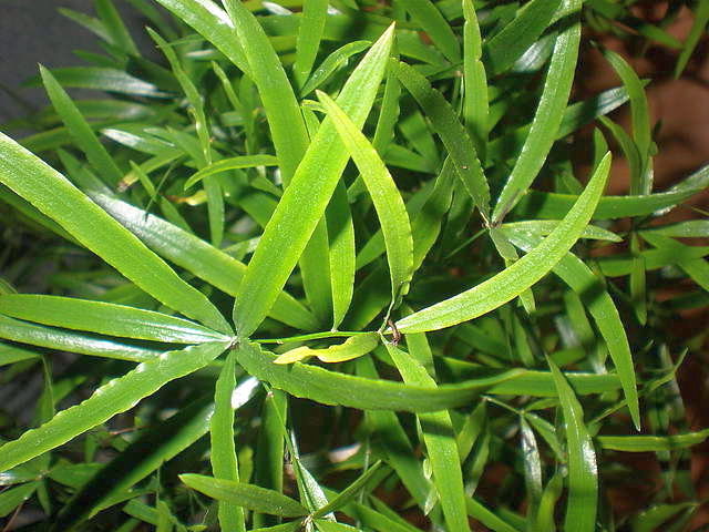 Аспарагус серповидный (Asparagus falcatus)