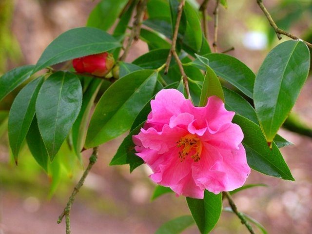 Камелия сетчатая (Camellia reticulata)