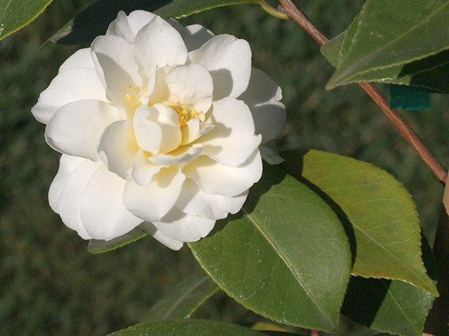 Камелия китайская (Camellia sinensis)