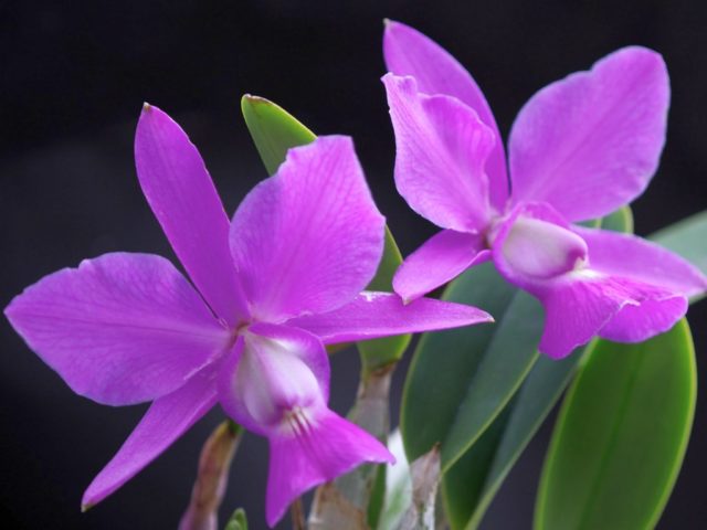 Орхидея Каттлея уход