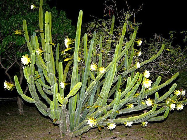 Цереус Ямакару (Cereus jamacaru)