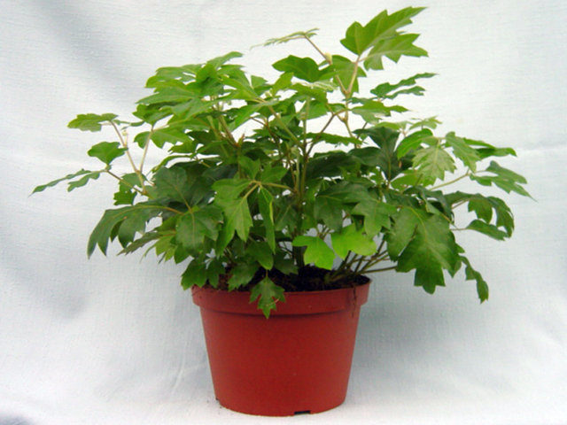 Циссус ромболистный (cissus rhombifolia)