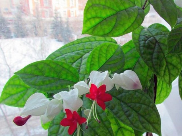 Растение с красивыми цветами необычной формы — клеродендрум: уход в домашних условиях, размножение