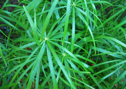 Циперус очереднолистный, или болотный (Cyperus alternifolius)