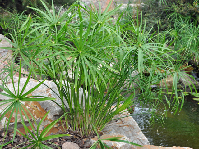 Циперус очереднолистный, или болотный (Cyperus alternifolius)
