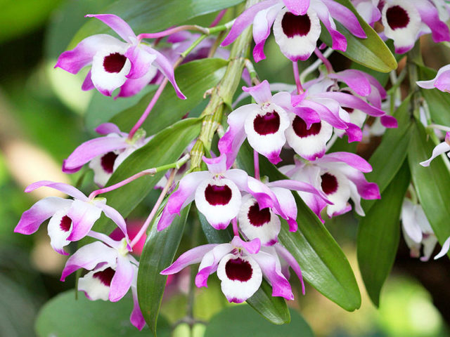 Орхидея дендробиум dendrobium nobile. Советы по уходу.