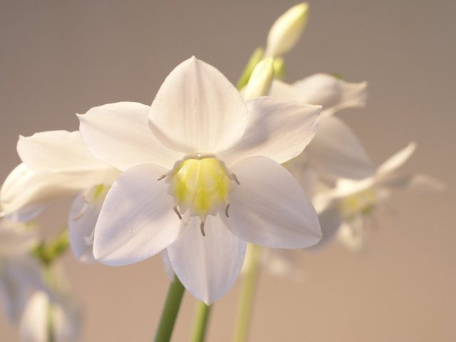 Эухарис крупноцветковый (Eucharis grandiflora)