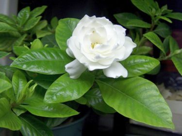 Гардения жасминовидная (Gardenia jasminoides)