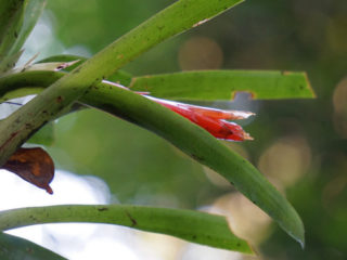 Гусмания никарагуанская (Guzmania Nicaraguensis)