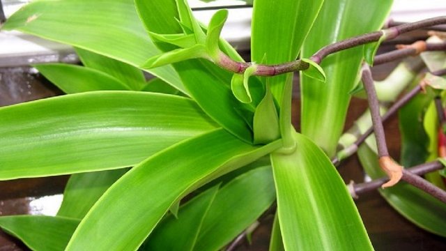 Каллизия душистая (Callisia fragrans)
