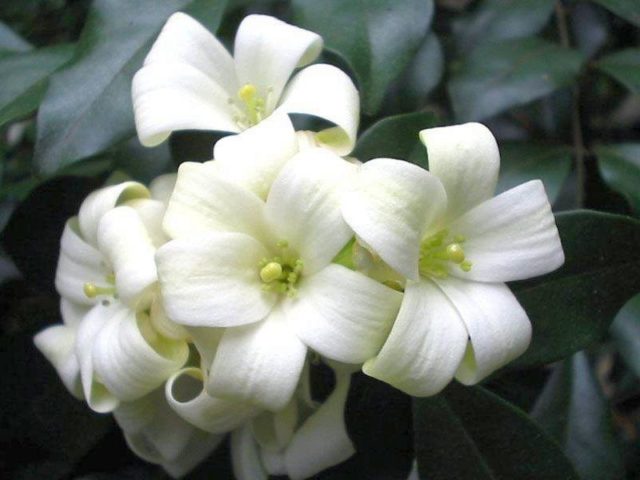 Комнатное растение Мурайя: правильный уход за целебным и красивым цветком