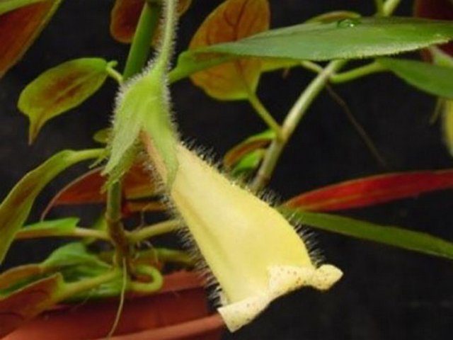 Нематантус приречный (Nematanthus fluminensis)