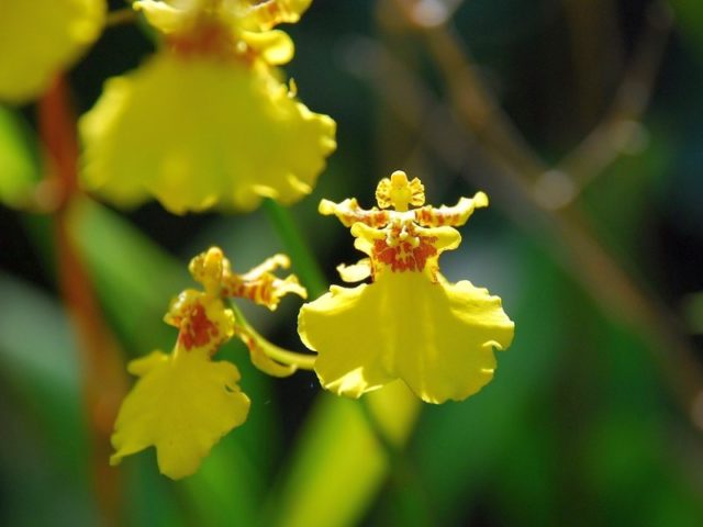 Орхидея онцидиум желтый
