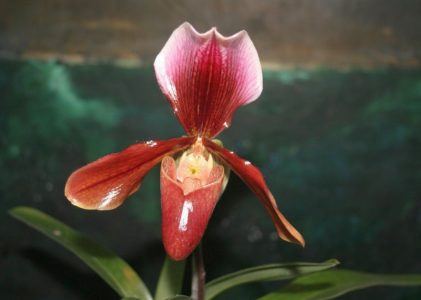 Орхидея пафиопедилум (венерин башмачок)