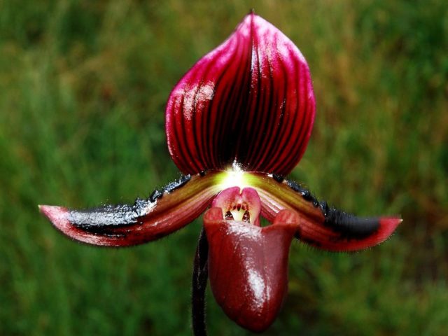 Орхидея пафиопедилум Мауди