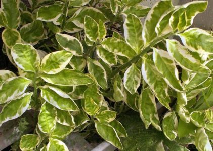 Педилантус титималоидный (Pedilanthus tithymaloides)
