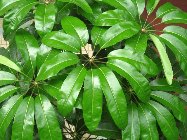 Шеффлера лучелистная (Schefflera actinophylla)