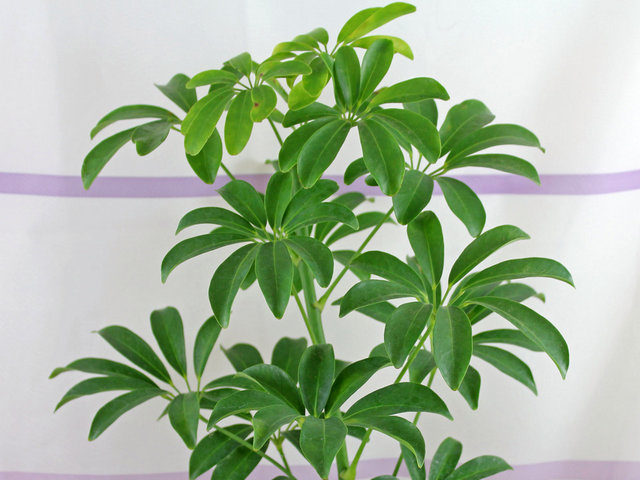 Шеффлера древовидная (Schefflera arboricola)